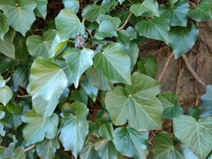 Hedera crebrescens