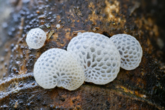Favolaschia fujisanensis