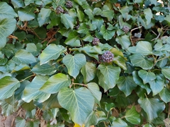 Hedera crebrescens