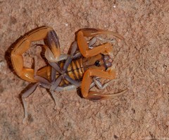 Uroplectes planimanus