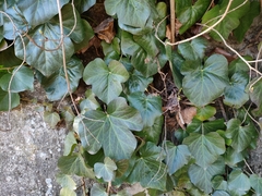 Hedera crebrescens