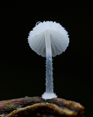 Mycena albopilosa