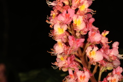 Aesculus × carnea