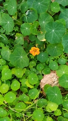 Tropaeolum majus image