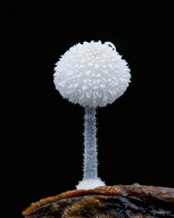 Mycena albopilosa