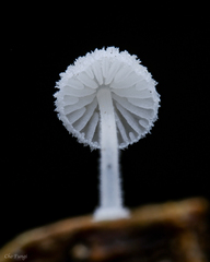 Mycena albopilosa