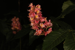 Aesculus × carnea