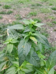Mercurialis annua