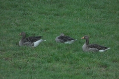 Anser anser