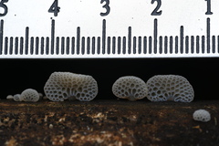 Favolaschia