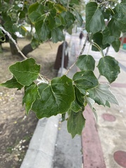 Populus alba