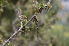 Cordulegaster insignis