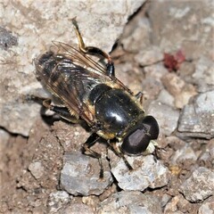 Merodon obscuritarsis