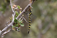 Cordulegaster insignis