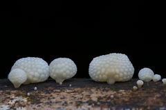 Favolaschia