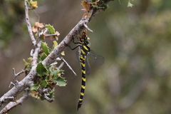 Cordulegaster insignis
