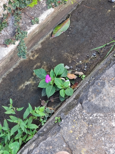 Impatiens walleriana image