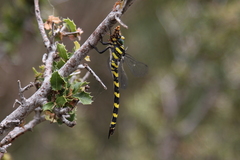 Cordulegaster insignis