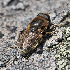 Merodon obscuritarsis