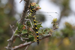 Cordulegaster insignis