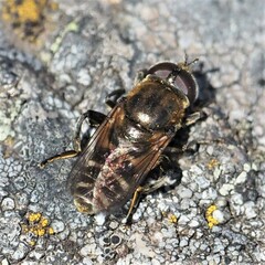 Merodon obscuritarsis