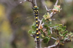 Cordulegaster insignis