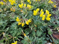 Lotus cytisoides