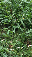 Heliconius charithonia