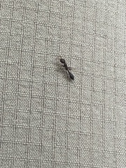 Pseudomyrmex ejectus