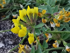 Lotus cytisoides