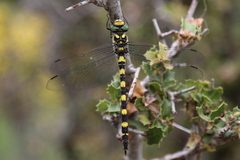 Cordulegaster insignis