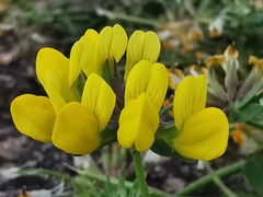 Lotus cytisoides