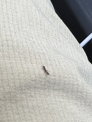 Pseudomyrmex ejectus