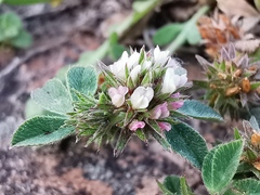 Trifolium scabrum