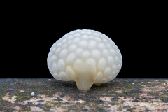 Favolaschia