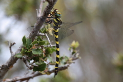 Cordulegaster insignis