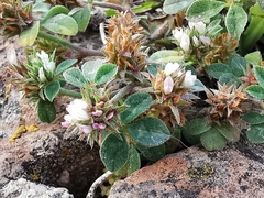 Trifolium scabrum