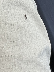 Pseudomyrmex ejectus