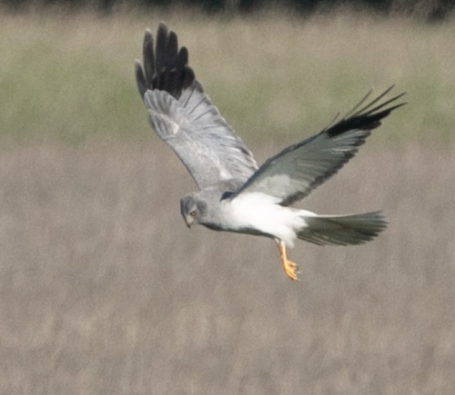 Aguilucho pálido (Circus cyaneus)