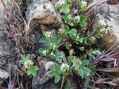 Trifolium lucanicum
