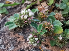 Trifolium scabrum