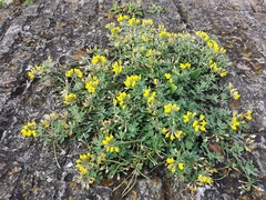 Lotus cytisoides