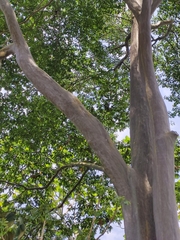 Capirona macrophylla