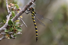 Cordulegaster insignis