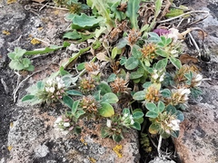 Trifolium scabrum