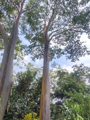 Capirona macrophylla