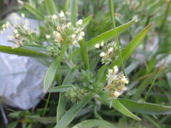 Plantago afra