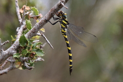 Cordulegaster insignis