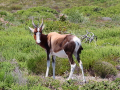 Damaliscus pygargus pygargus