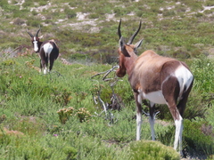 Damaliscus pygargus pygargus